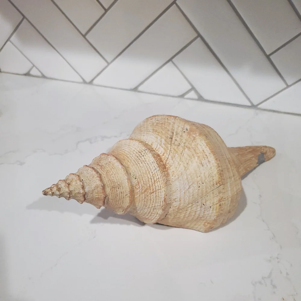 Pottery Barn Sea Shell